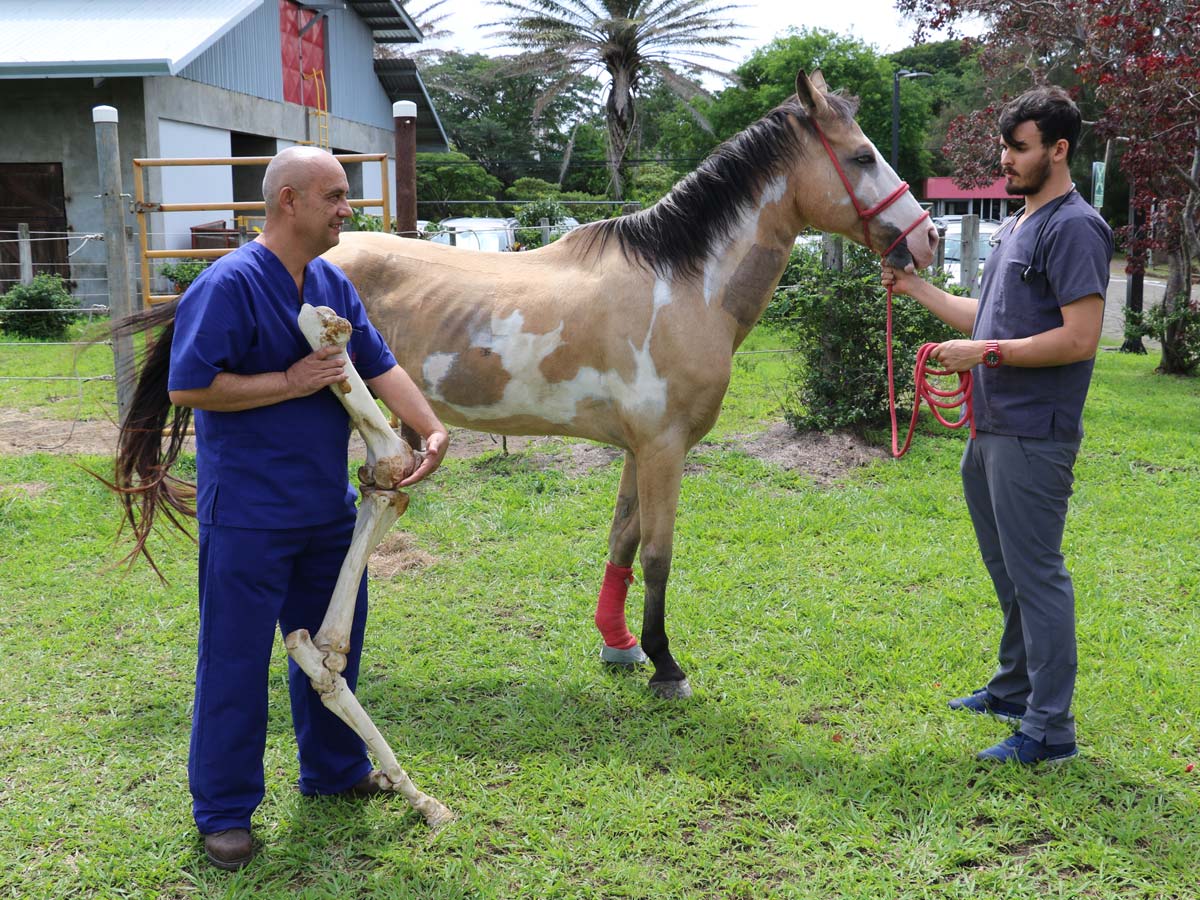 Según el estudio del médico veterinario Rafael Vindas (primer plano) la rodilla y la tuberosidad coxal del caballo, son modelos representativos para estudiar la regeneración del cartílago que se podrían usar en la salud pública (foto O.C-UNA).