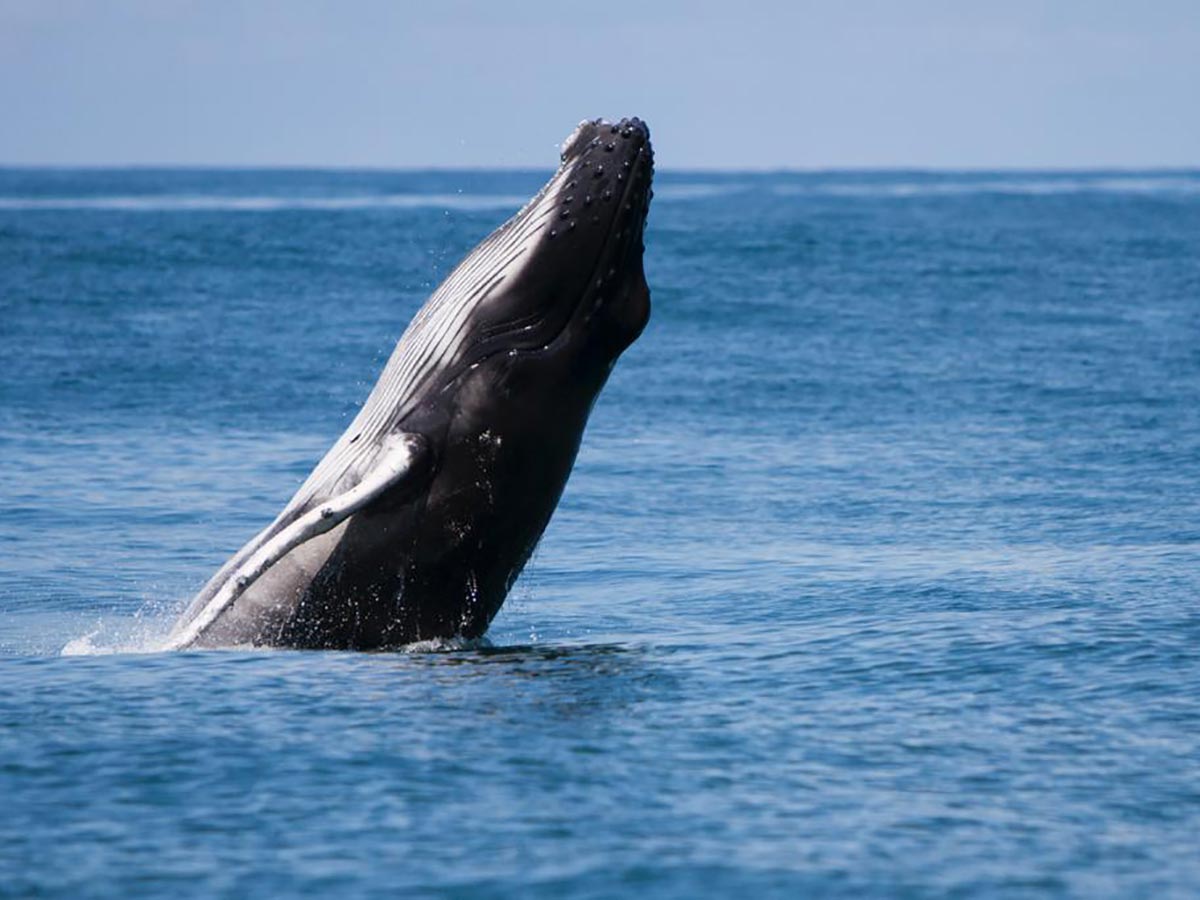 Temporada de avistamiento de ballenas ya inició en el Golfo Dulce.alt