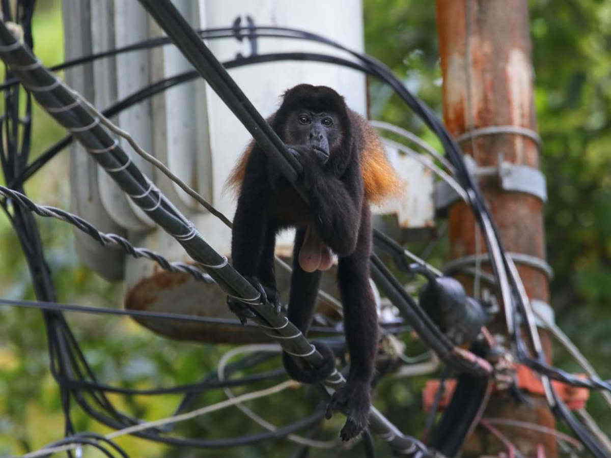 Crédito de foto: Facebook Protejamos los monos Congo.