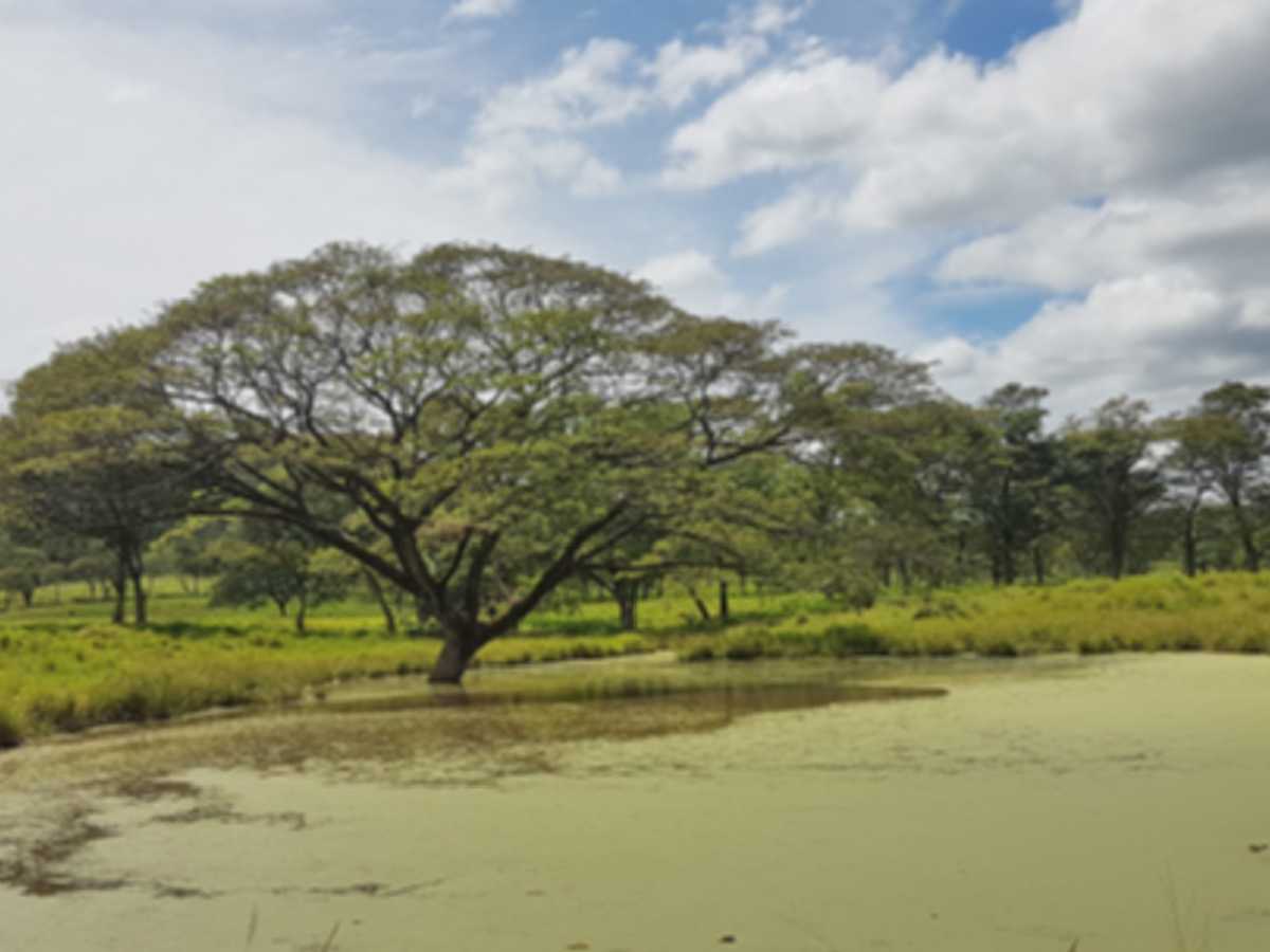 El árbol de Guanacaste es la representación más viva de la biodiversidad en Guanacaste. Crédito de foto: flirkcr.com