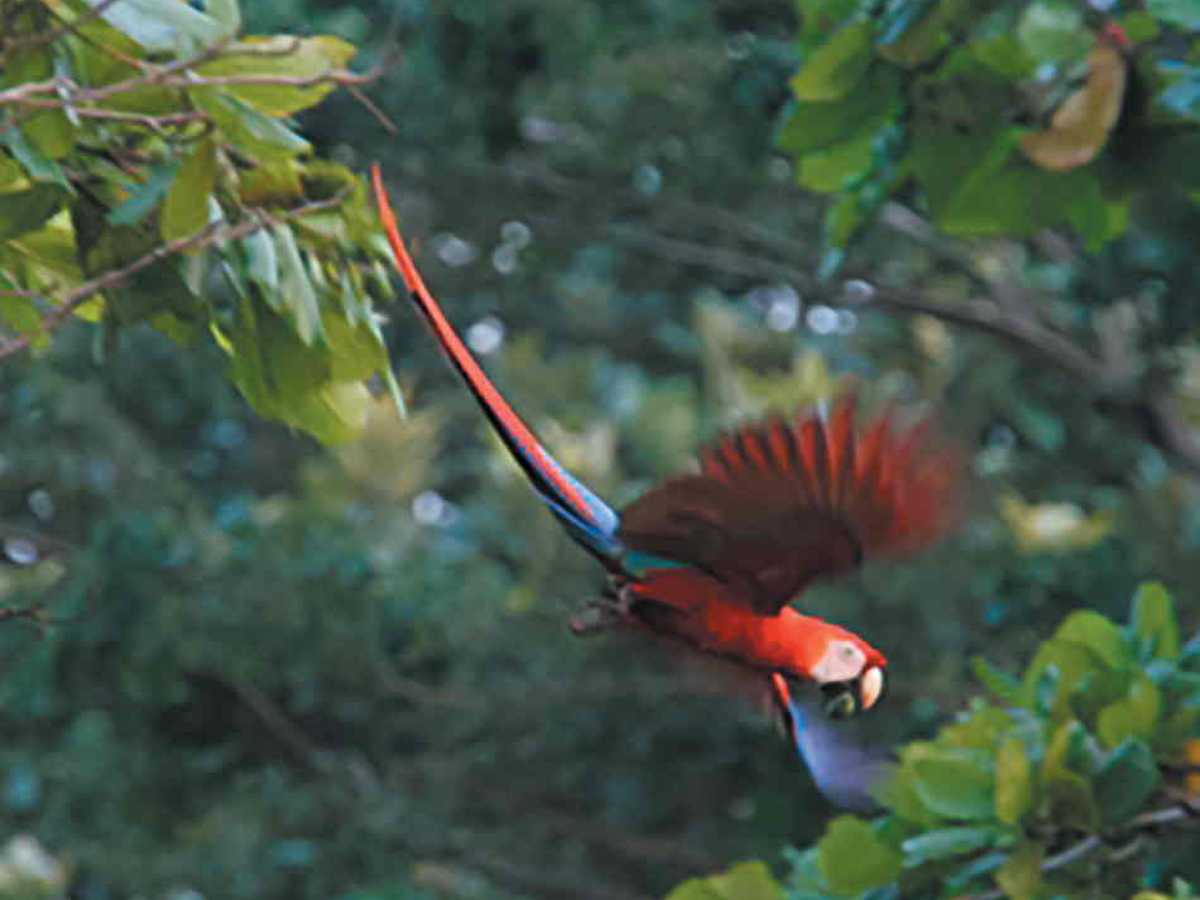 En Guanacaste se registran oficialmente alrededor de 300 especies de aves, que habitan en las distintas zonas silvestres. Crédito de foto: Adrián Arce, SINAC, ACG, Civitatis.