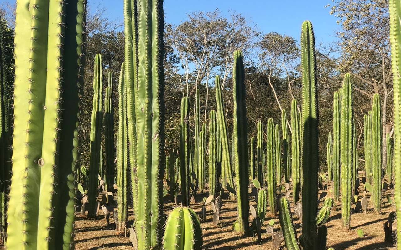 Escenario para el concierto del hijo de Bob Marley  tiene el laberinto de cactus más grande del mundo.alt
