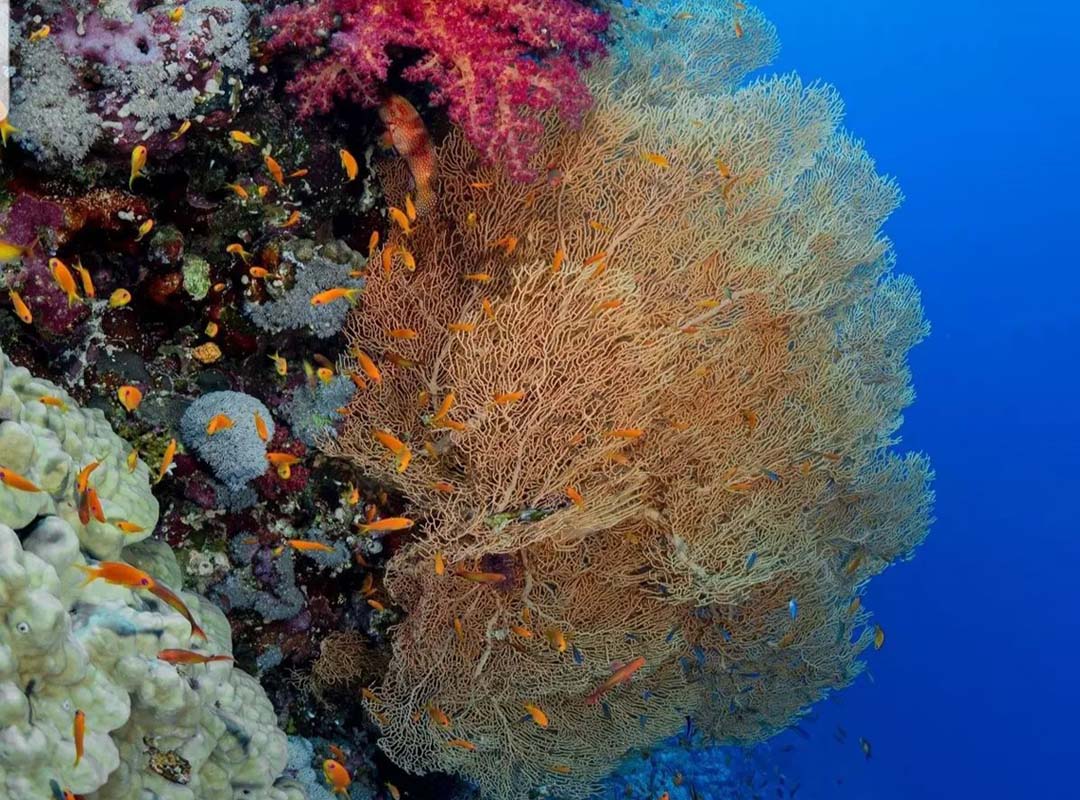 Pie de foto: Hasta el momento se han sembrado mil corales y en junio se hará el primer trasplante a la estructura en la cual terminará de crecer esta especie. Crédito de foto: INA.
