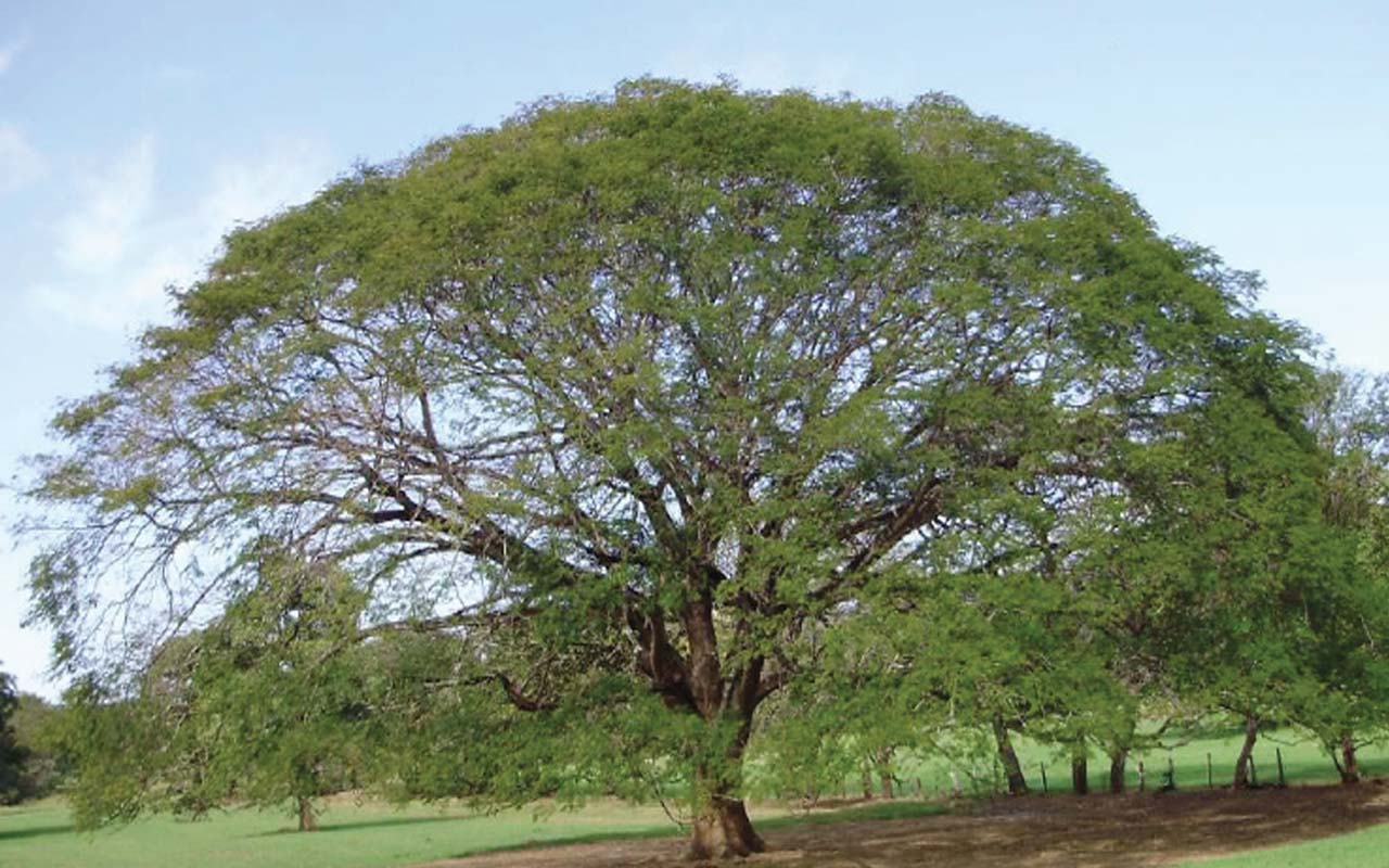 El Árbol de guanacaste símbolo nacional