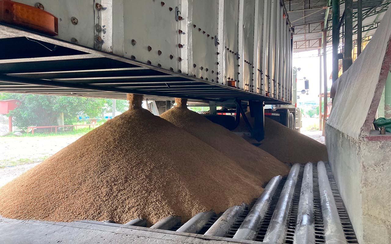 CNP inició compra de arroz a productores registrados.
