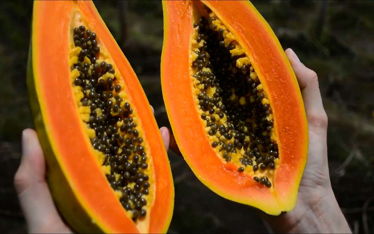 Programa de Desarrollo de Proveedores Descubre lanza su II edición y convoca a productores de papaya y cúrcuma   