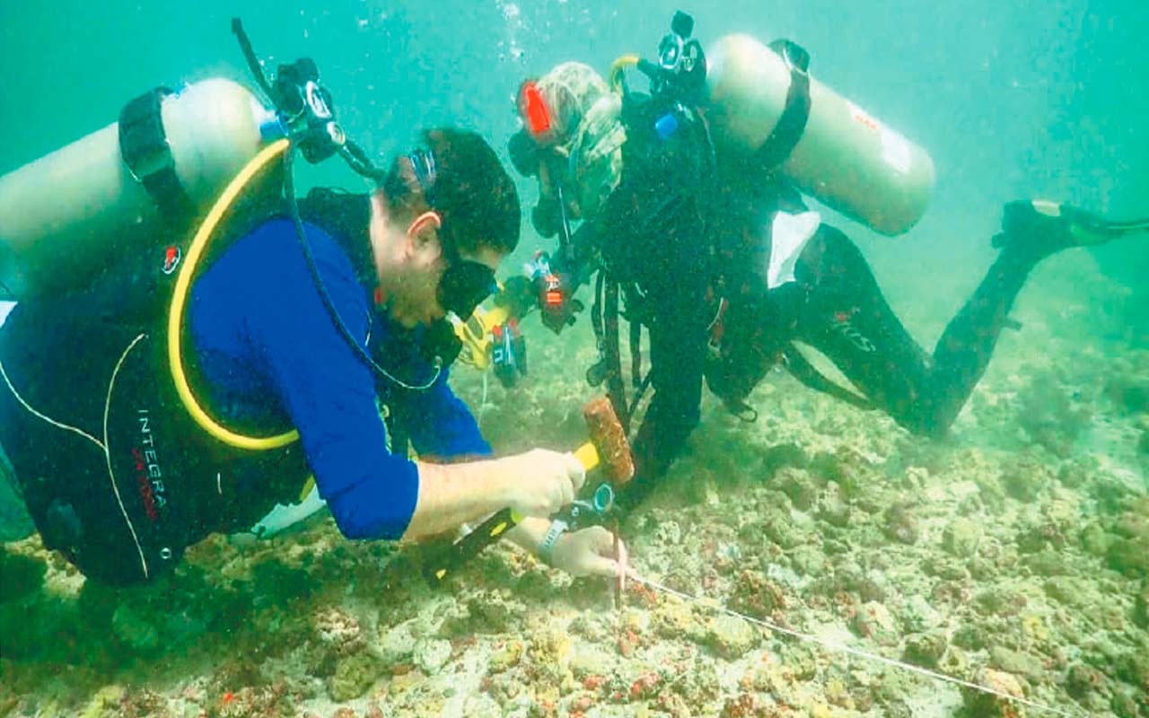 Hasta el momento se han sembrado mil corales y en junio se hará el primer trasplante a la estructura en la cual terminará de crecer esta especie. Fotos: Cortesía Asociación de Corales.