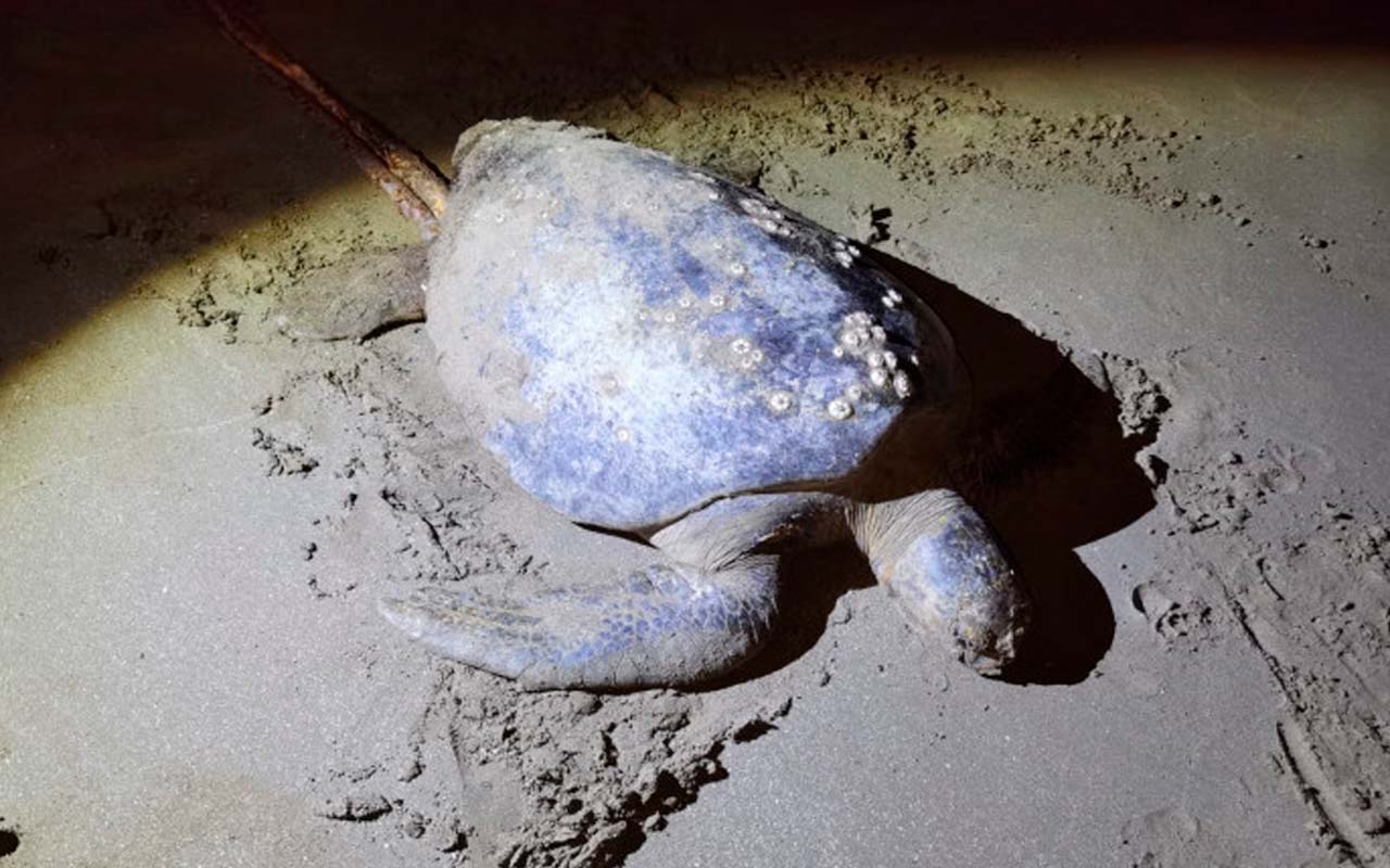Tortuga negra Chelonia mydas sacrificada en Playa El Jobo La Cruz Guanacaste.alt