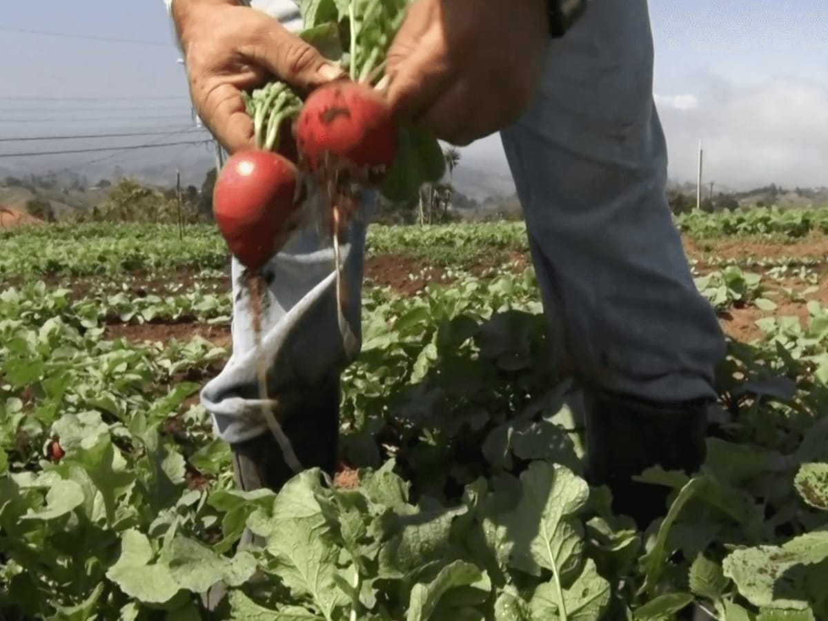 De acuerdo con investigaciones del Instituto Regional de Estudios en Sustancias Tóxicas de la Universidad Nacional (Iret-UNA), Costa Rica enfrenta una crisis por el alto uso de plaguicidas en el país y sus impactos negativos en la salud humana y los ecosistemas.