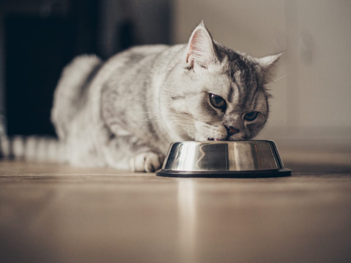 alimentacion obesidad gato