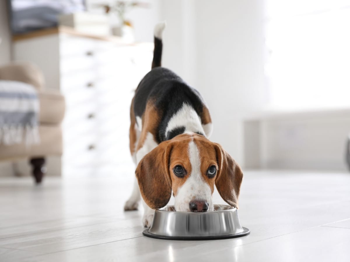 7 consejos para alejar los malos hábitos alimenticios de sus mascotas