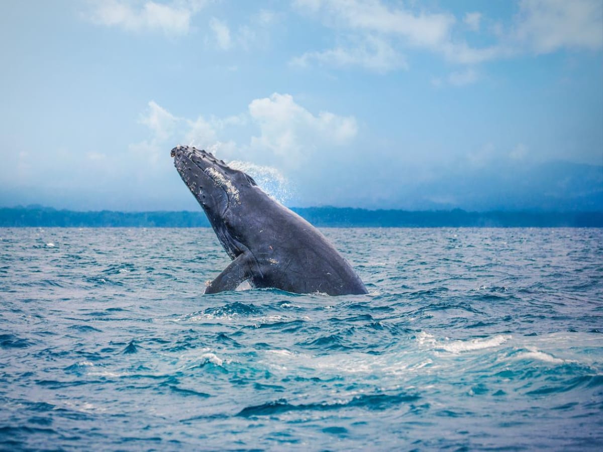 Este fin de semana marca el punto más alto de la temporada del avistamiento de ballenas en el Pacífico Sur con el Festival de Ballenas en Uvita y en el 2do Festival de la Ruta de las Ballenas en Golfito.