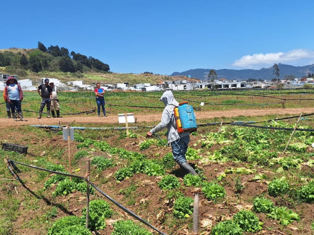 buenas practicas agricolas 2