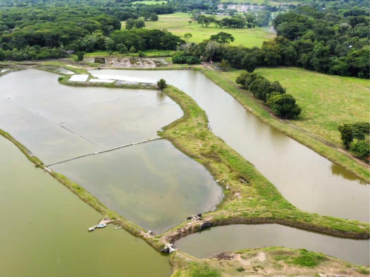 La siembra y cultivo de camarón, o camaronicultura, ha contribuido a la diversificación productiva y a la economía de las localidades del Golfo de Nicoya, donde se desarrollan proyectos de camaronicultura en armonía con el ecosistema, impactando únicamente el 2,8% del total del manglar. 