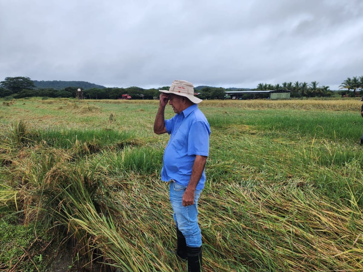 Productores arroceros de la zona del pacífico norte y central, se han visto afectados por el intenso temporal de los últimos 12 días, y las fuertes lluvias que ocasiona la onda tropical número 46 en el país