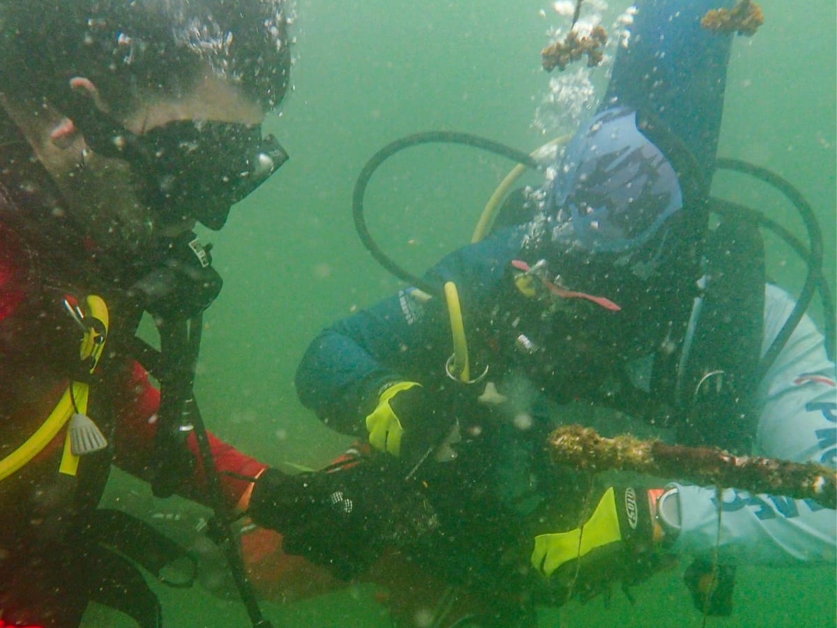 fragmentos coral cultivados isla tortuga 1