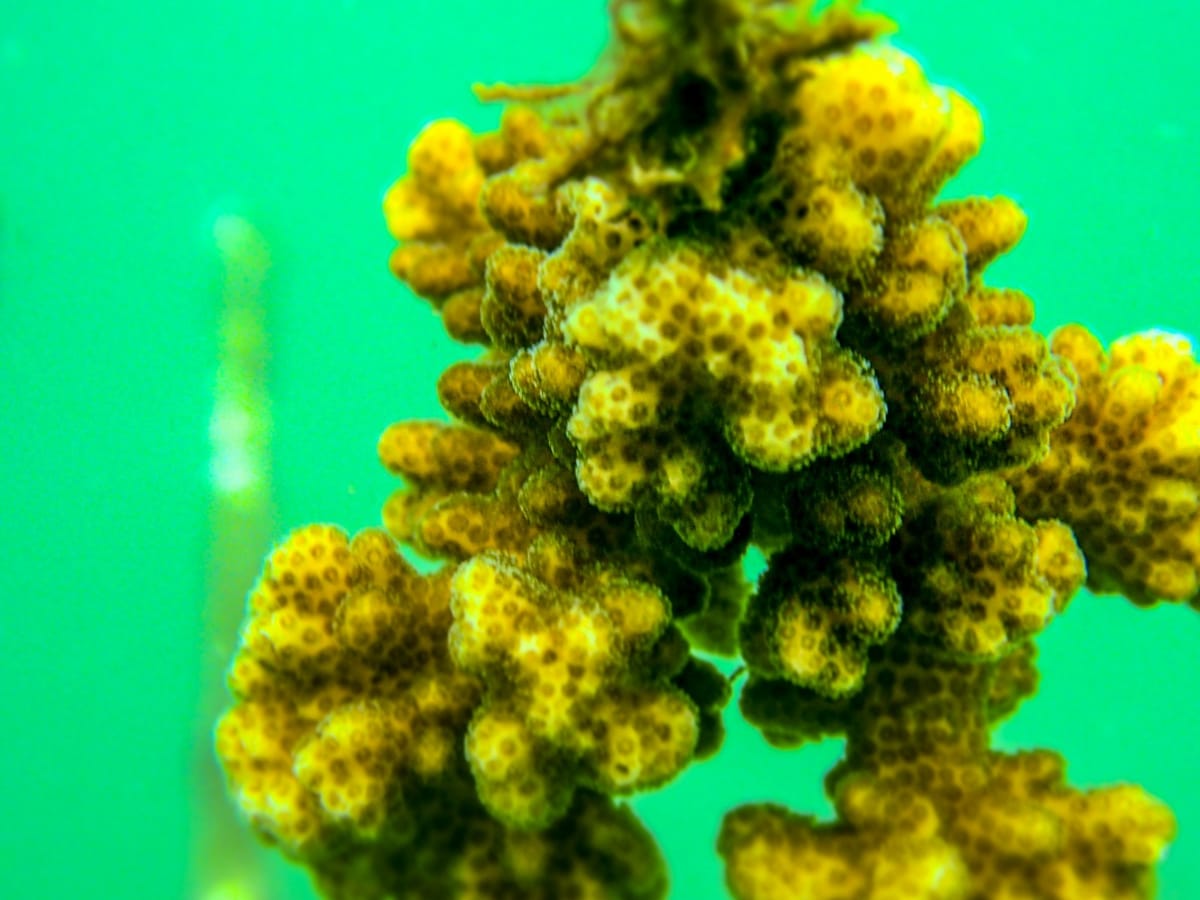 fragmentos coral cultivados isla tortuga 2