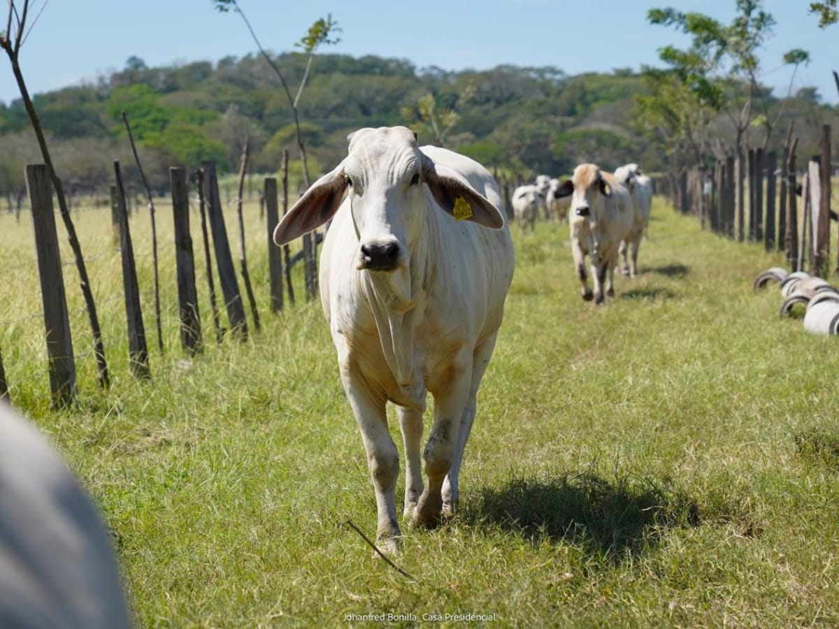 Este mes de agosto iniciará la implementación oficial del Sistema Nacional de Trazabilidad Bovina y Bufalina a nivel nacional, con el fin de mejorar la competitividad y sostenibilidad de la actividad ganadera, a la vez que se fortalecen los controles y prevención del contrabando, robo y hurto de animales. 