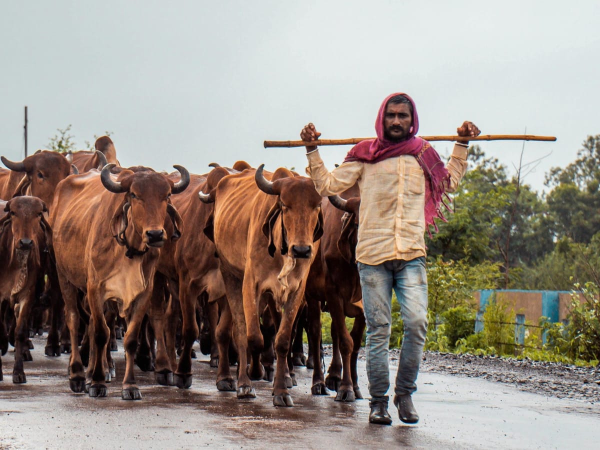 Más del 90% de las fincas funcionan en pastoreo por lo que el mayor impacto es en la alimentación del ganado