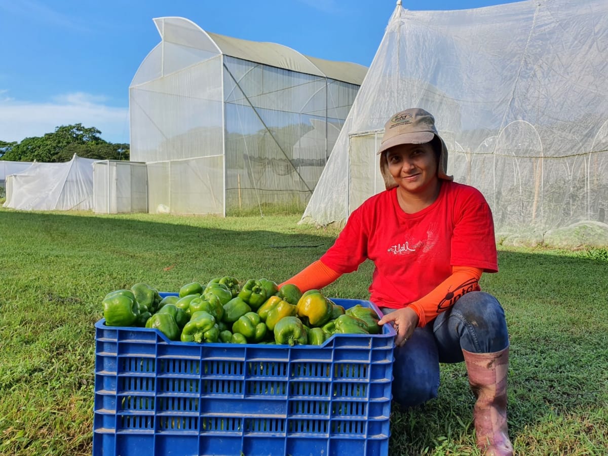 3 certificaciones respaldan el trabajo de agricultores guanacastecos quienes están innovando de manera sostenible, ambiental y socioeconómicamente.
