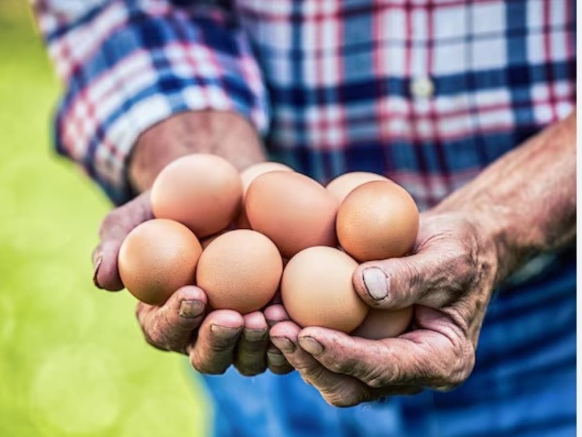 El Servicio Nacional de Salud Animal (SENASA), del Ministerio de Agricultura y Ganadería, MAG, celebra el Día Mundial del Huevo este 11 de octubre, destacando el esfuerzo conjunto con el sector avícola para garantizar la inocuidad y sanidad de los alimentos derivados del pollo, entre ellos, el huevo.