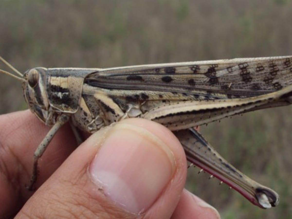 Langosta Centroamericana (Schistocerca piceifrosn piceifrons) con poblaciones bajas y sin riesgo de gregarización.