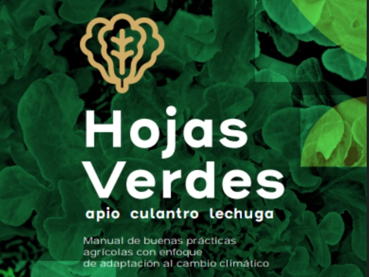 Con el objetivo de fortalecer la sostenibilidad y resiliencia ante el cambio climático, el Ministerio de Agricultura y Ganadería (MAG), a través de la Dirección Nacional de Extensión, en colaboración con instituciones clave, presenta nuevos manuales especializados para el cultivo de chile dulce, hojas verdes (apio, culantro, lechuga) y tomates.