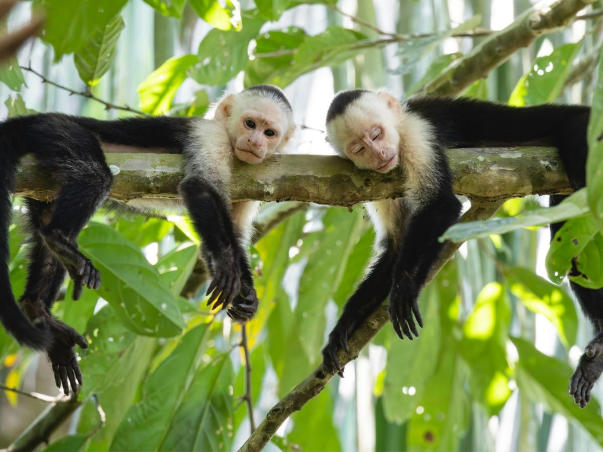 Los personeros de SINAC valoraron y colocaron un paso aéreo, para minimizar este problema y permitir nuevamente, el traslado de los animales a ambos lados del camino.