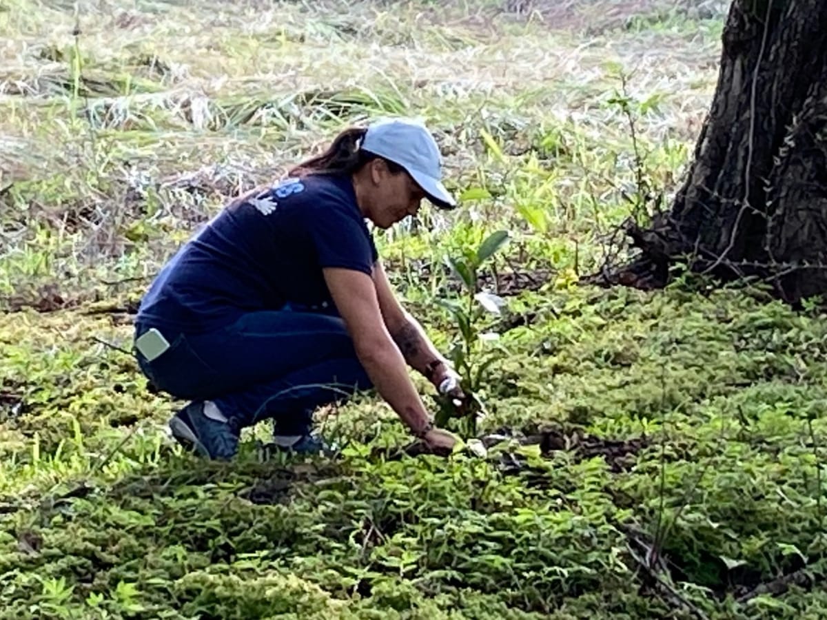 voluntario ambiente 4