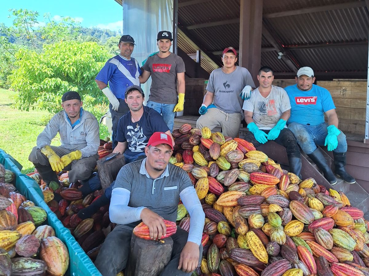 Lote de la empresa Hacienda Dos Lagunas, en La Florida de Siquirres, logra reconocimiento en el certamen internacional “Cacao de la Excelencia 2025”.  