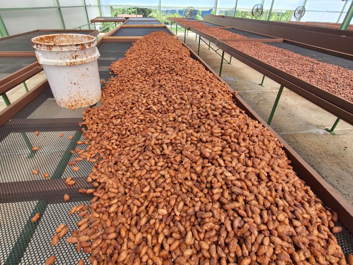 cacao costa rica entre mejores 2