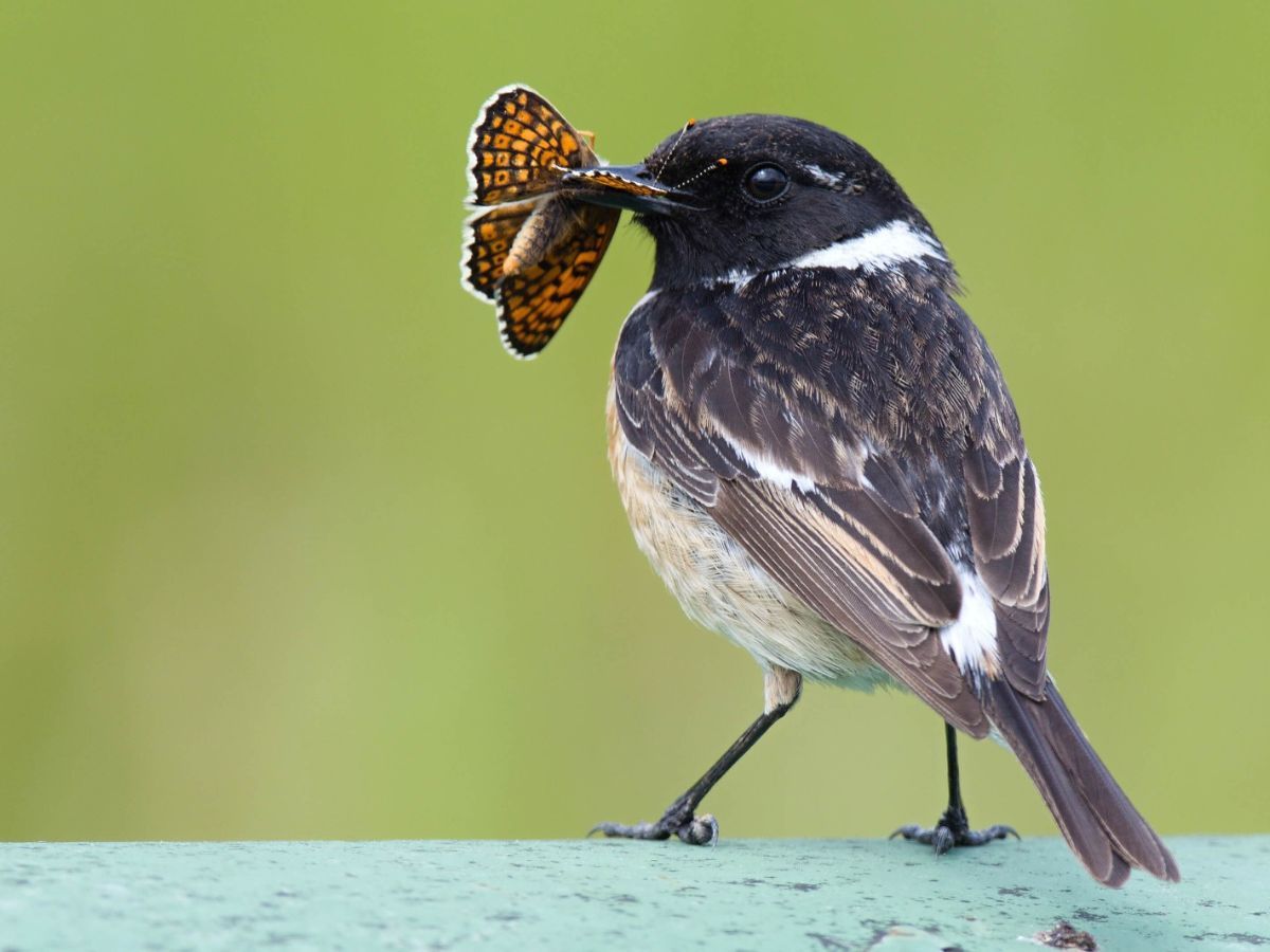 La presión de los depredadores, la abundancia de presas y las condiciones del ambiente explican por qué algunas especies optan por colores llamativos y otras por desaparecer entre el entorno.
