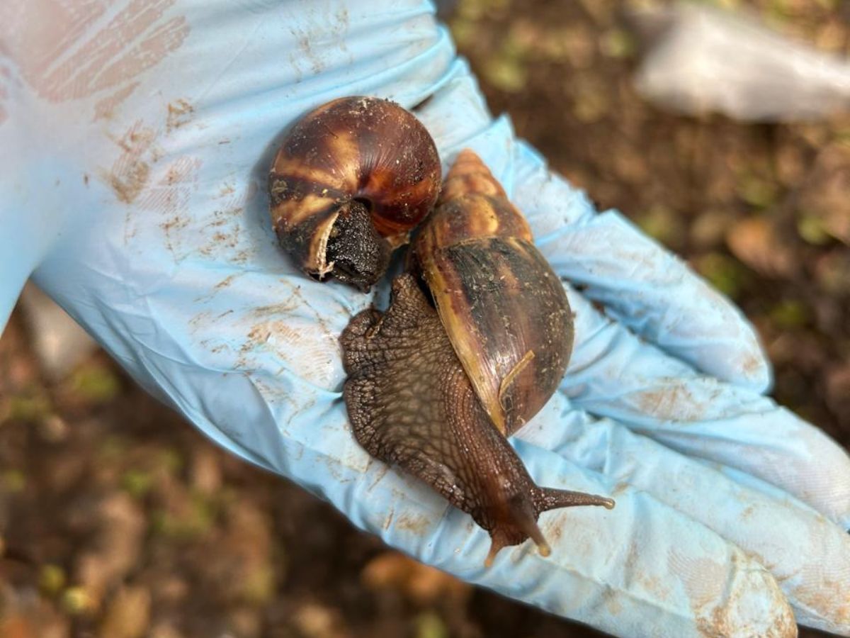 El Servicio Fitosanitario del Estado (SFE), del Ministerio de Agricultura y Ganadería (MAG), informa la detección de caracol gigante africano (Lissachatina fulica) en una segunda comunidad, en la provincia de Heredia.