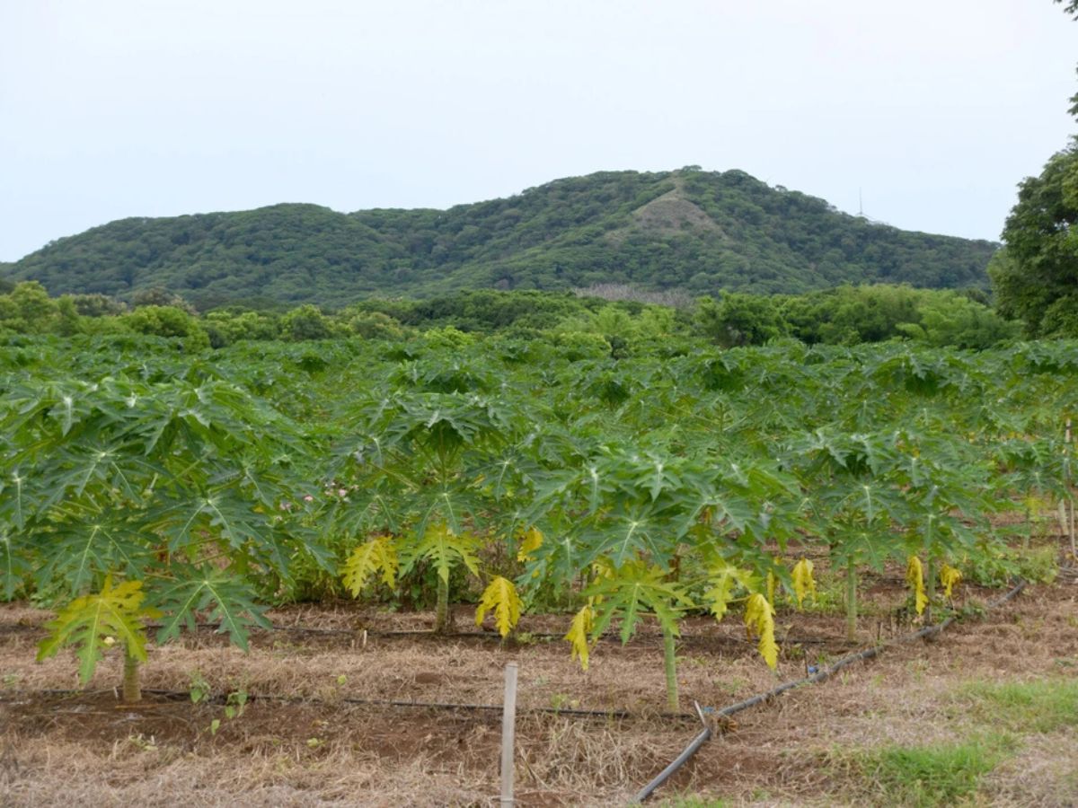 La idea con esta nueva oferta es responder a las necesidades productivas de la Región Chorotega