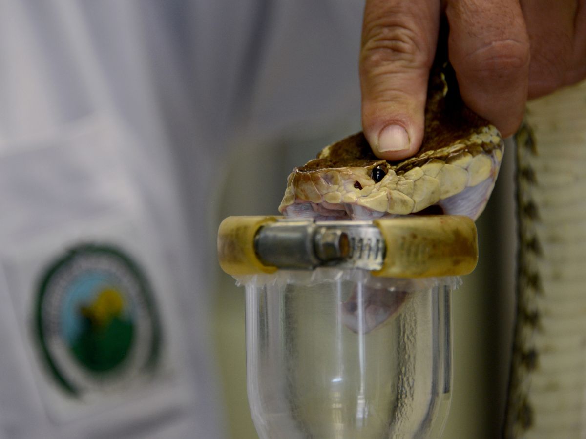 En los últimos 55 años, el ICP-UCR ha producido 3 800 000 sueros antiofídicos que han permitido salvar miles de vidas en Costa Rica y el mundo