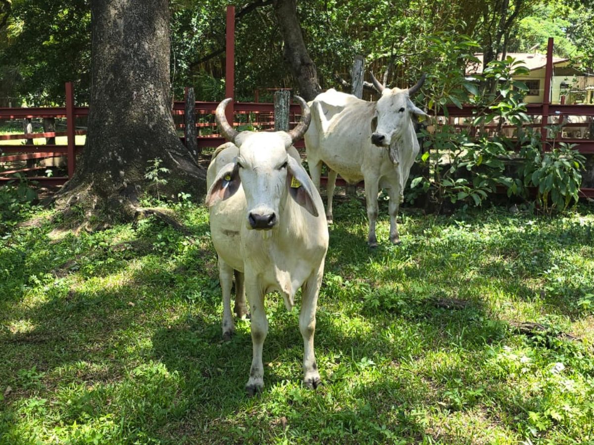 El SENASA informa a los productores de ganado vacuno y bubalino cuyo Certificado Veterinario de Operación (CVO) se encuentre vencido, que se habilitó un periodo de gracia, con el fin de que puedan regularizar su estatus.