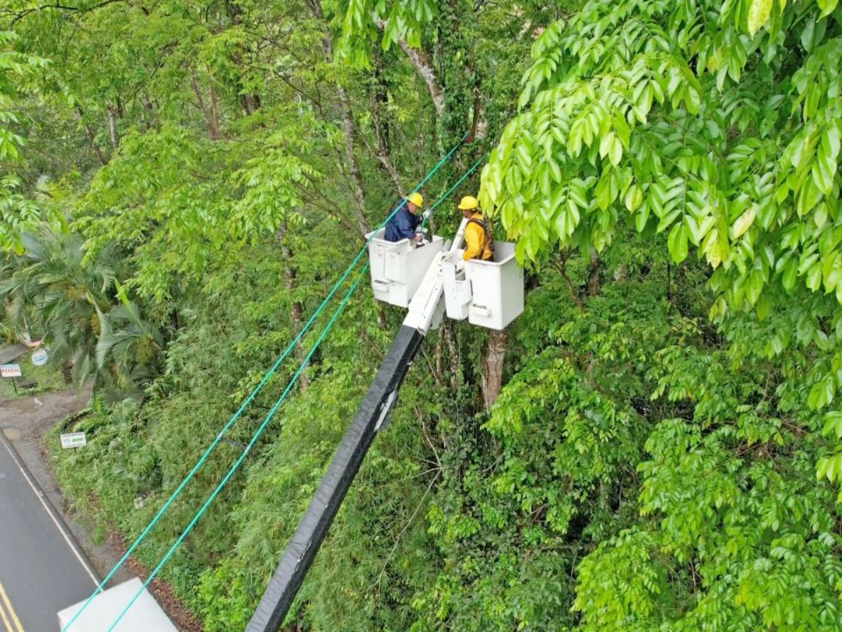 Medidas reducen riesgo para monos, perezosos, felinos, reptiles y aves.