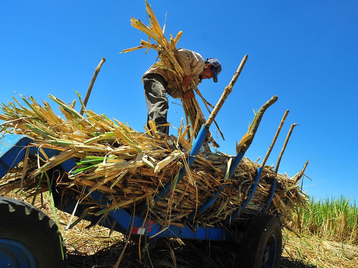 Acuerdo beneficiará a más de 3.200 productores en todo el país, con suministro de fertilizantes, tecnología avanzada y apoyo institucional para la recuperación del sector.