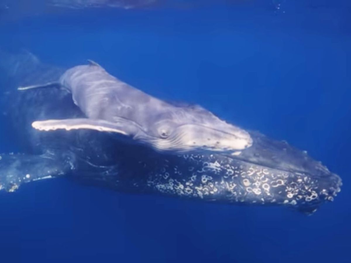 Nuestro país tendrá una impactante presencia con contenidos audiovisuales en las plataformas sociales de National Geographic en trece de los principales mercados emisores que concentran a miles de turistas potenciales.