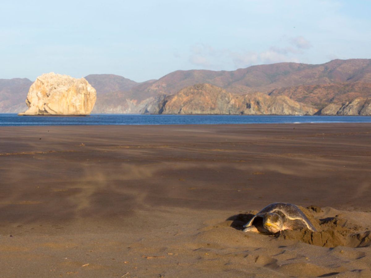 El Área de Conservación Guanacaste (ACG), a través del Programa de Ecoturismo, informa a todas las personas visitantes que a partir del 11 de diciembre de 2025 queda nuevamente habilitado el acceso vehicular hacia Playa Naranjo, así como el servicio de acampado en el sector.