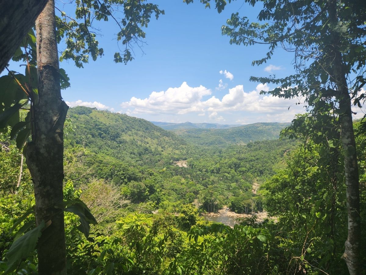 Monitoreos revelan que tan solo en dos bosques y fincas vecinas a estos hay presencia de 365 especies de ave, cuatro felinos silvestres y múltiples mamíferos, muchos de ellos endémicos y bajo amenaza.