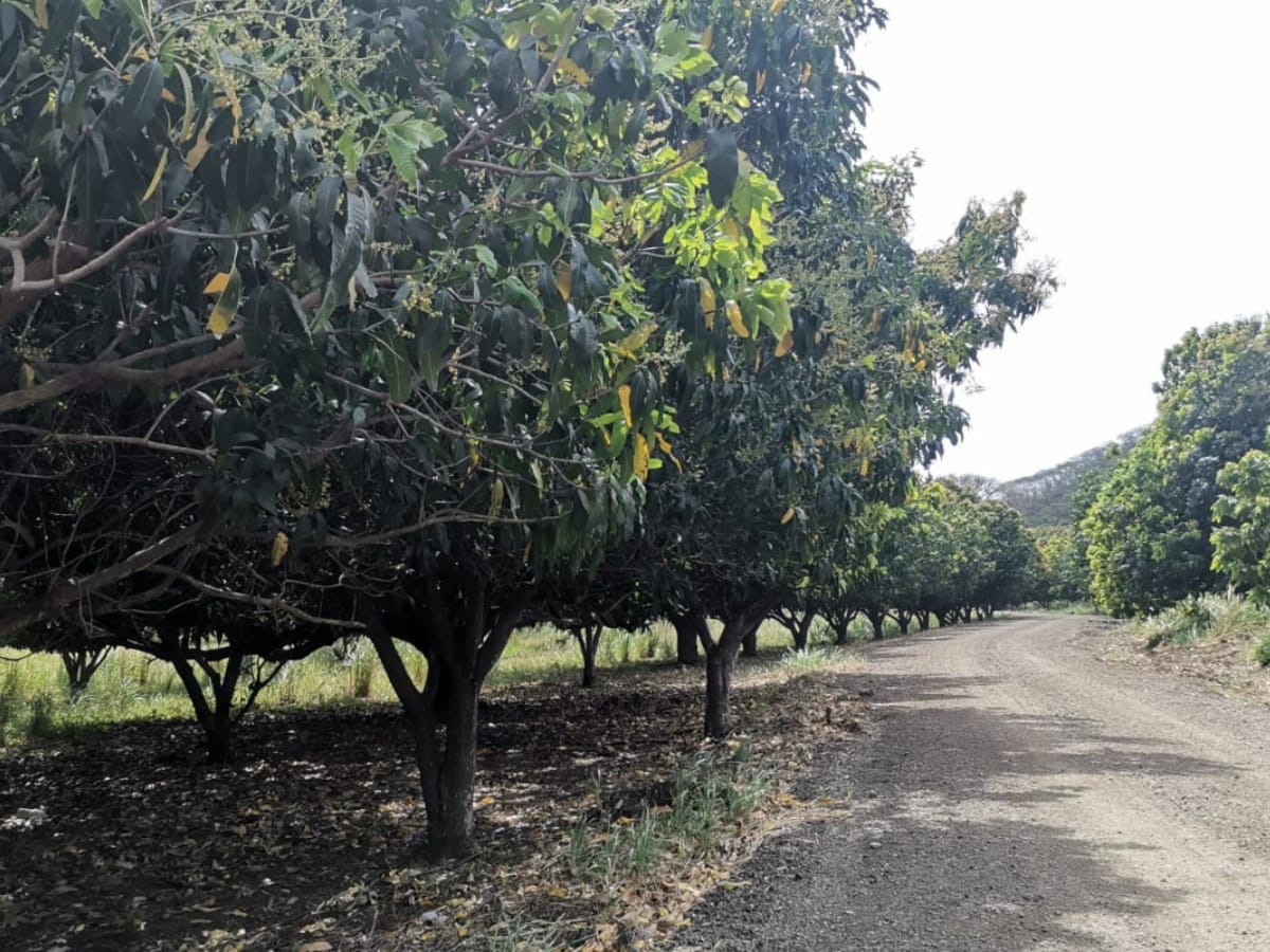 Los beneficiados son los miembros de la Asociación de Vecinos Agroluchadores de Río Cañas Nuevo en Belén de Carrillo, Guanacaste.