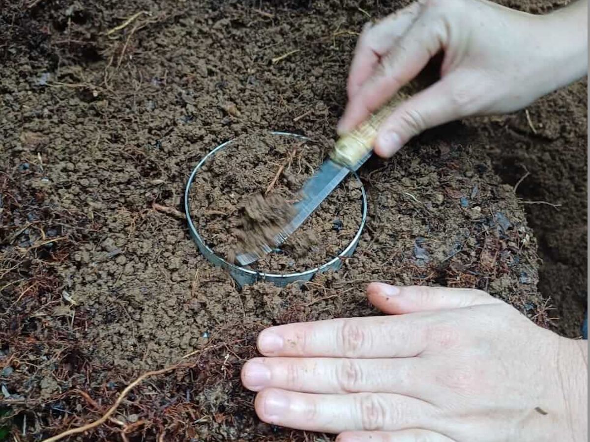 Este 21 de marzo en celebración  del Día Internacional de los Bosques, el Instituto de Investigación y Servicios Forestales de la Universidad Nacional (Inisefor-UNA) reafirma su compromiso con la investigación y la generación de conocimiento para una gestión forestal sostenible que potencie el papel de los suelos en la lucha contra el cambio climático