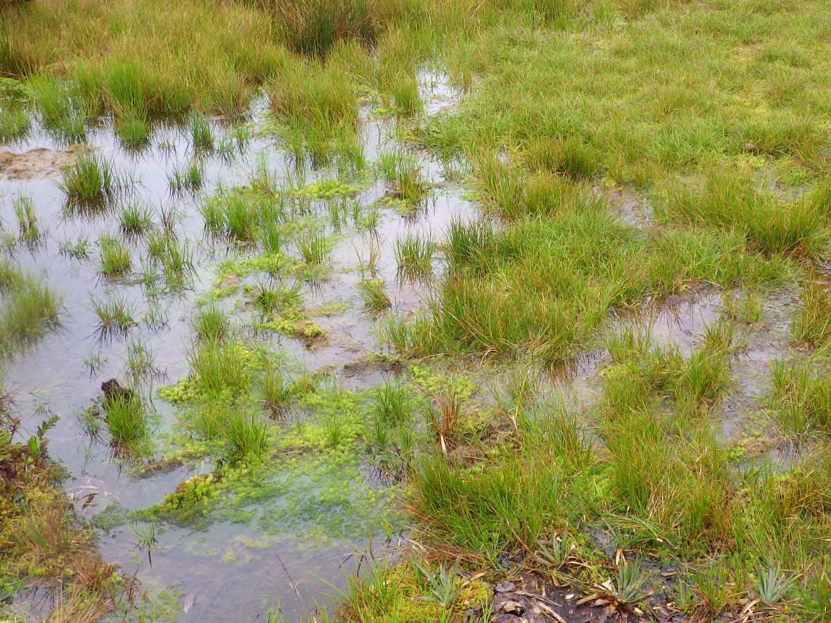 Investigadores de la UNED, UCR y la Universidad Autónoma de Madrid analizaron la flora en cinco turberas de alta montaña, resaltando su valor ecológico y los riesgos que enfrentan.