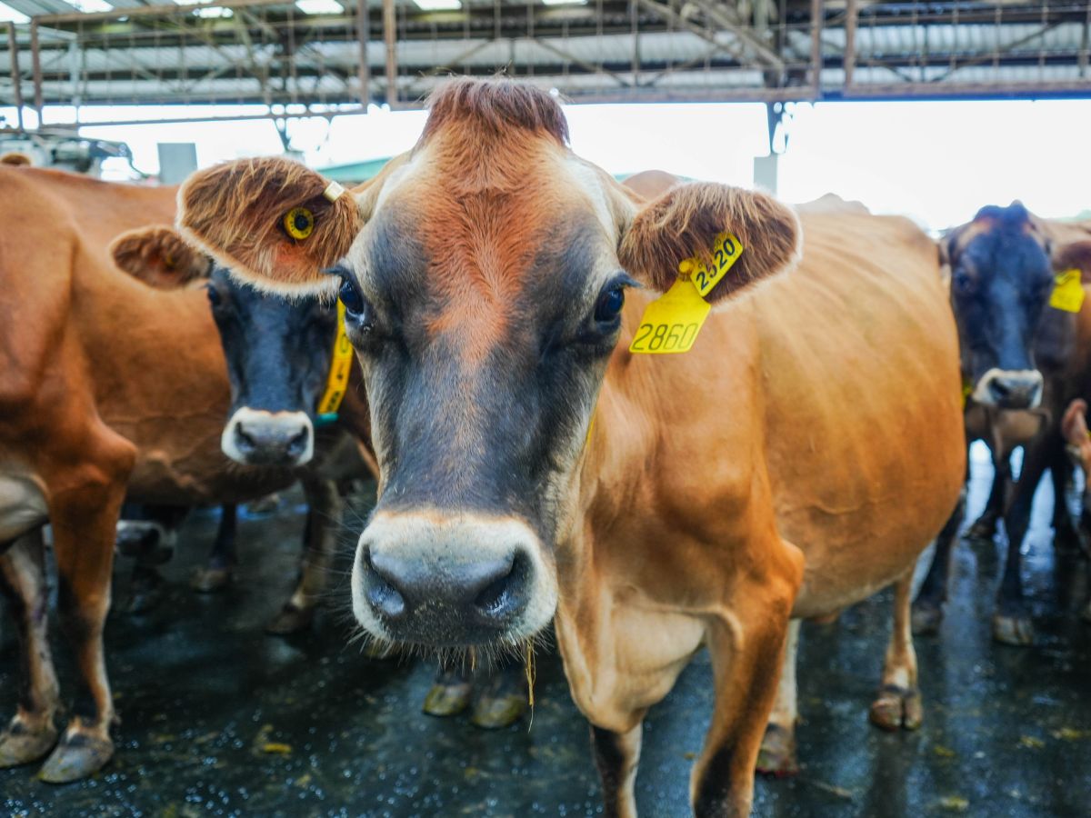 El Servicio Nacional de Salud Animal (SENASA), del Ministerio de Agricultura y Ganadería (MAG), impartió esta semana una serie de capacitaciones en el cantón de Los Chiles, zona fronteriza con Nicaragua, con el objetivo de fortalecer el uso del Sistema de Trazabilidad Bovina entre productores y cuerpos policiales.