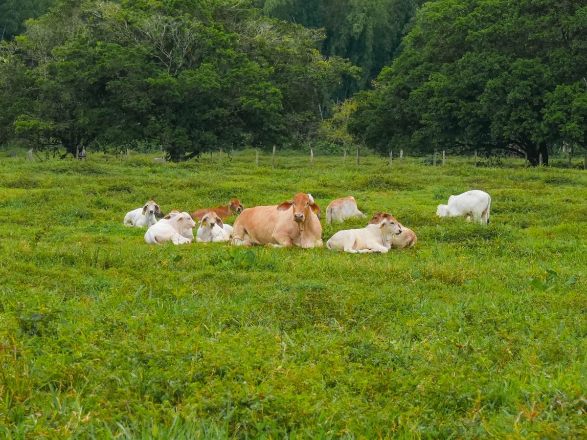 Se visualiza estabilidad en el stock de animales para el 2026.