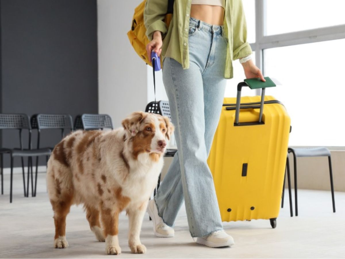 El Servicio Nacional de Salud Animal (SENASA), del Ministerio de Agricultura y Ganadería, recuerda a los costarricenses que todo perro o gato que vaya a salir del país debe cumplir con los requisitos sanitarios establecidos por el país de destino, con el fin de garantizar un viaje seguro y el resguardo de la salud y el bienestar animal.