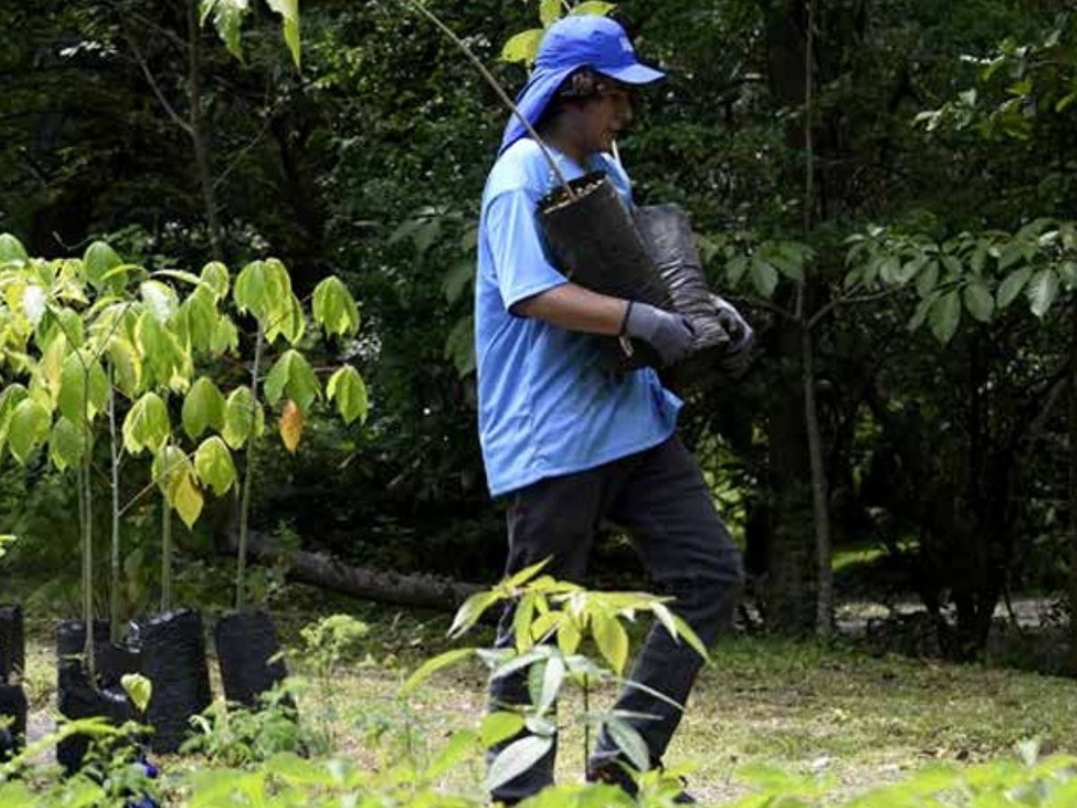 Los expertos de la UCR priorizan la siembra de árboles con alto valor ecológico, alimenticio y cultural, muchos de ellos en disminución o escasos en la provincia. En total, se contemplan 15 especies nativas de Guanacaste.