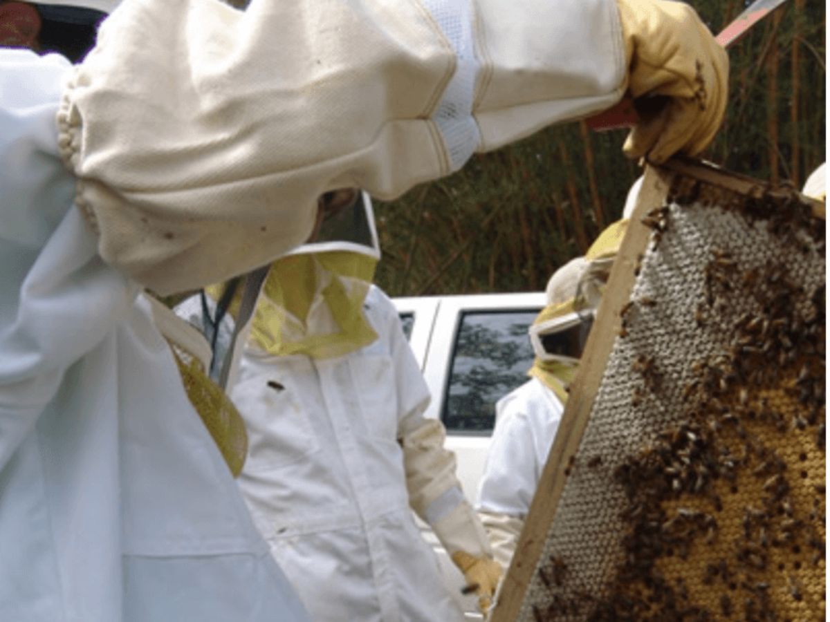 apicultura tropical 1