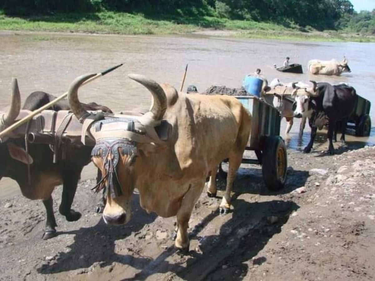 Permiso necesitó de estudio de impacto Ambiental que pagó el Banco Popular